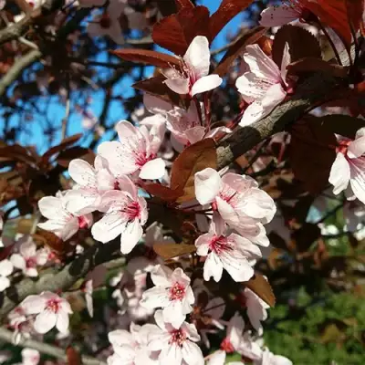 Слива ВУДИ растопыренная в Гродно