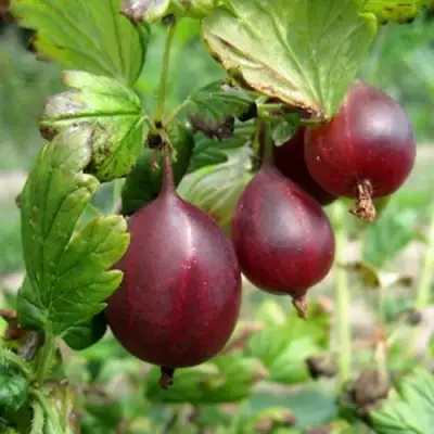 Крыжовник СЕРЕНАДА в Гродно