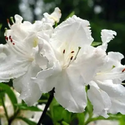 Азалия ОКСИДОЛ листопадная в Гродно