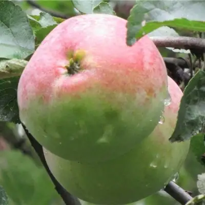 Яблоня МОСКОВСКОЕ ЗИМНЕЕ в Гродно