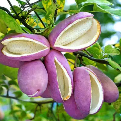 Акебия ПЯТЁРНАЯ  в Гродно