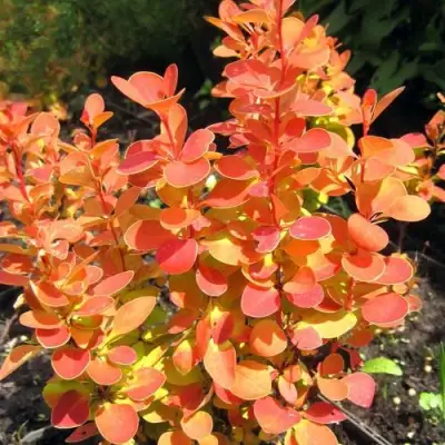 Барбарис ОРАНЖ ФАЙЕР тунберга в Гродно