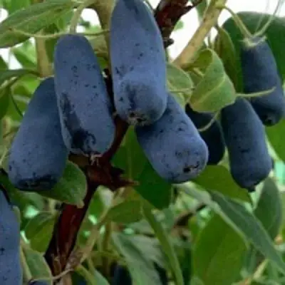 Жимолость съедобная ВОЛХОВА в Гродно