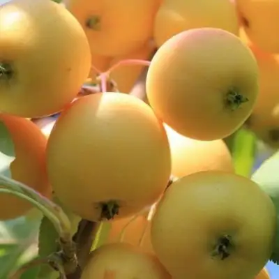 Яблоня УРАЛЬСКОЕ НАЛИВНОЕ в Гродно