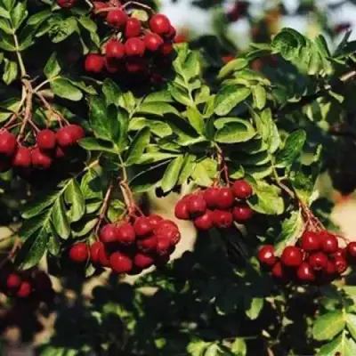 Рябина РУБИНОВАЯ сладкоплодная в Гродно