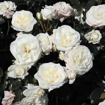 Роза АЛАБАСТЕР флорибунда в Гродно