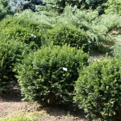 Тис НАНА остроконечный  в Гродно