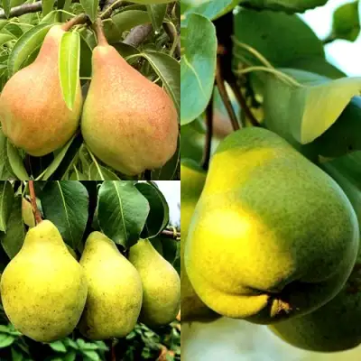 Комплект НАСТОЯЩИЙ ВОСТОРГ в Гродно