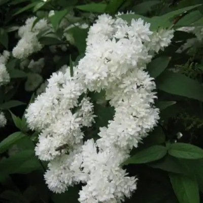 Дейция КАНДИДИССИМА шершавая в Гродно