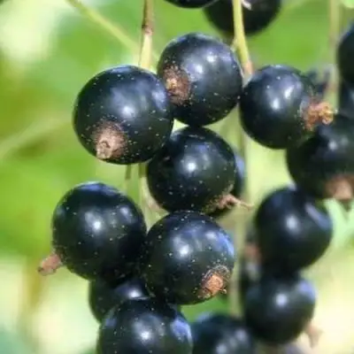 Смородина черная СТРЕЛЕЦ в Гродно