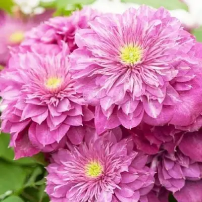 Клематис КАЙЗЕР в Гродно