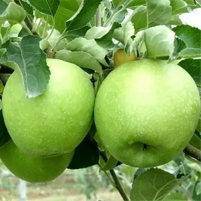 Яблоня РЕНЕТ СИМИРЕНКО в Гродно