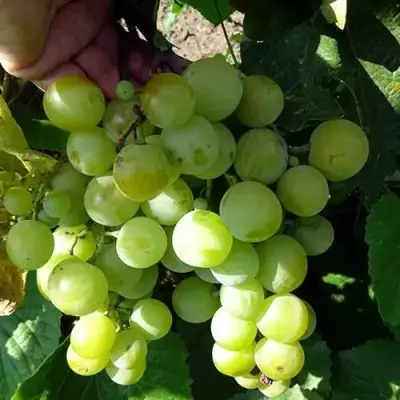 Виноград БАРС в Гродно