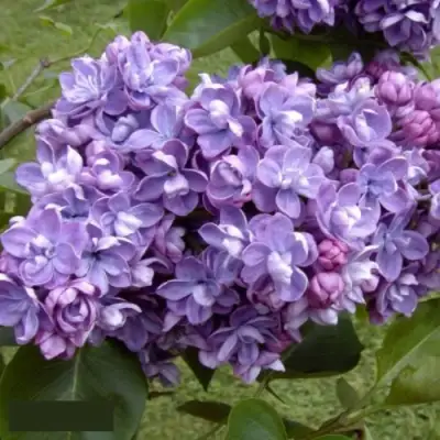 Сирень АМИ ШОТТ в Гродно