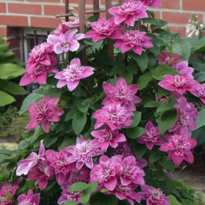 Клематис МАЙ ДАРЛИНГ  в Гродно