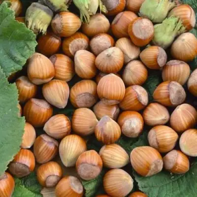 Фундук ТОНДА РОМАНА в Гродно