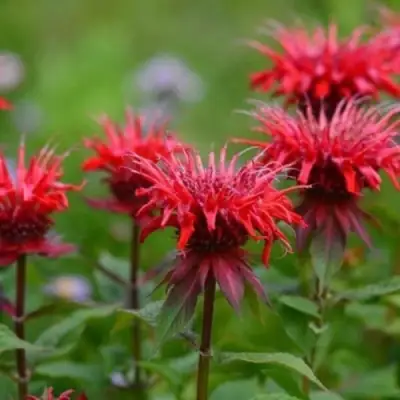 Монарда ПАНОРАМА РЕД в Гродно