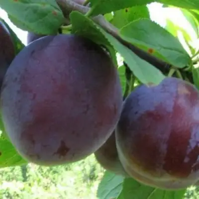 Слива СТАРТОВАЯ в Гродно