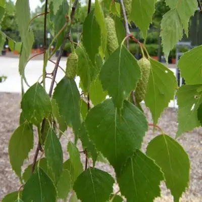 Береза ФАСЦИНЕЙШЕН белая  в Гродно