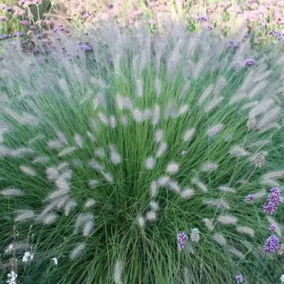 Пеннисетум ХАМЕЛН в Гродно