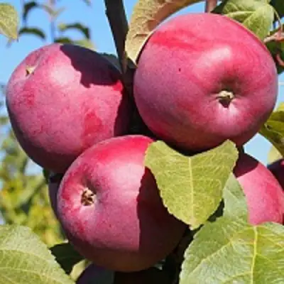 Яблоня ЗОРКА в Гродно