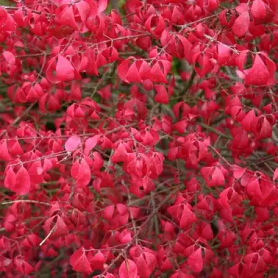 Бересклет КОМПАКТУС  в Гродно