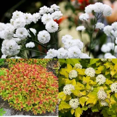 Комплект СОЛНЕЧНЫЙ МИКС в Гродно