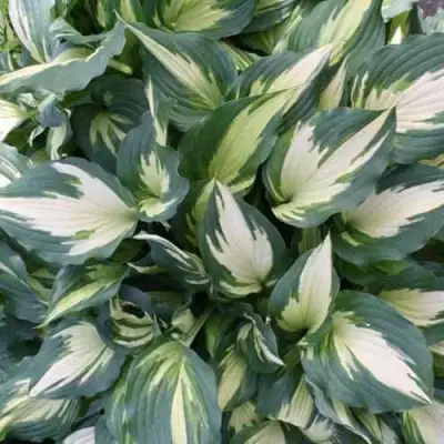 Хоста КРИСМАС КЭНДИ гибридная в Гродно