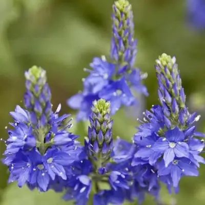 Вероника австрийская в Гродно