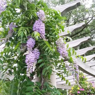 Глициния макростахия БЛЮ МУН в Гродно