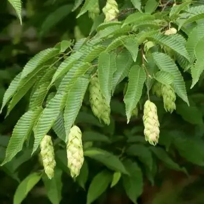 Граб японский в Гродно