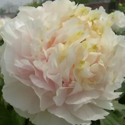 Пион ЗОЛОТОЙ ИЗУМРУД древовидный в Гродно