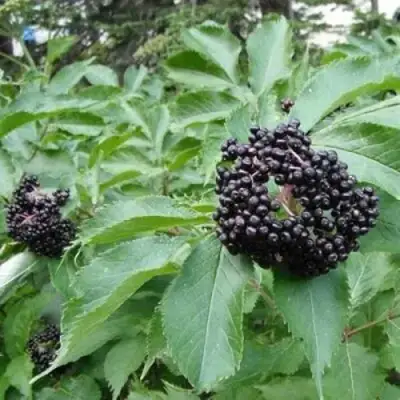 Бузина черная КЛАДЗЕЗЬ в Гродно