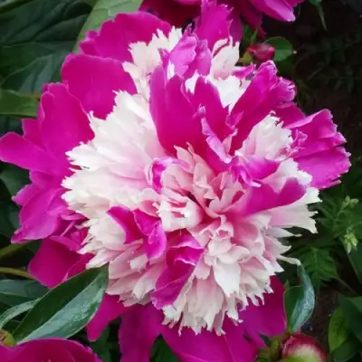 Пион КАПЛЯ РОСЫ травянистый в Гродно