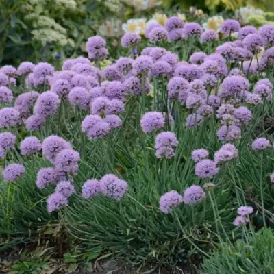 Лук ЛИЗА БЛЮ стареющий в Гродно