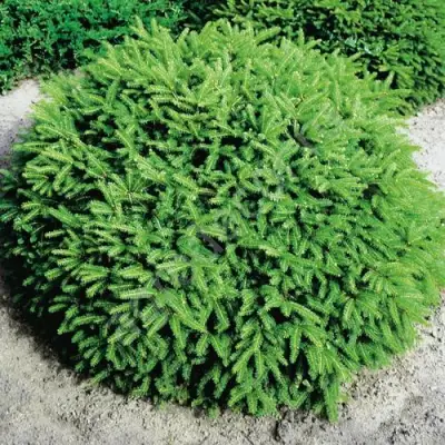 Ель НИДИФОРМИС обыкновенная в Гродно