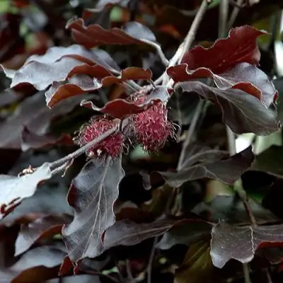 Бук лесной АТРОПУНИЦЕА в Гродно