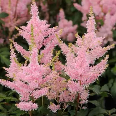 Астильба ЮНИК САЛМОН гибридная в Гродно