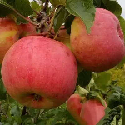 Яблоня БОЛОТОВСКОЕ в Гродно