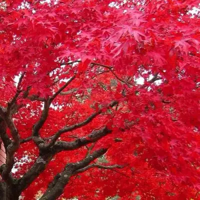 Клен гиннала  в Гродно