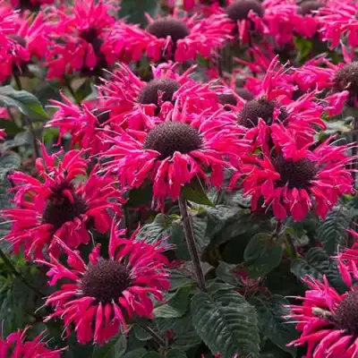 Монарда БИ МЭРИ гибридная в Гродно