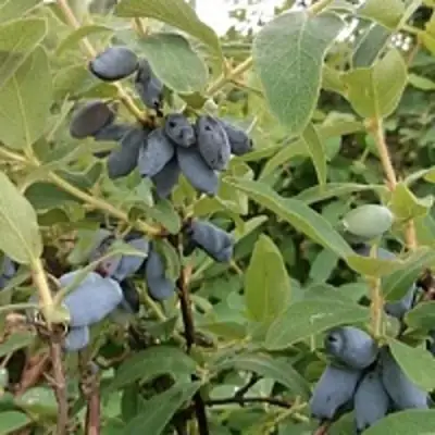 Жимолость съедобная НИМФА (ГАММА) в Гродно