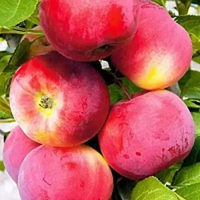 Яблоня СЕРЕБРЯНОЕ КОПЫТЦЕ в Гродно