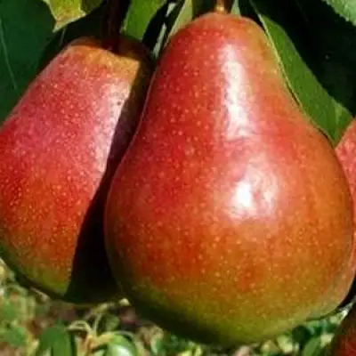 Груша ГЕРА в Гродно