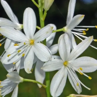 Венечник ветвистый в Гродно