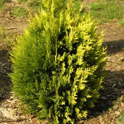 Туя КОППЕР ГОЛД западная в Гродно