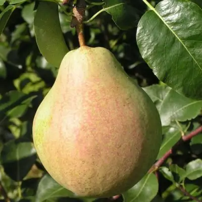 Груша ЛИРА в Гродно