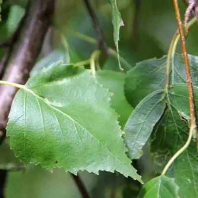 Береза ПОВИСЛАЯ в Гродно