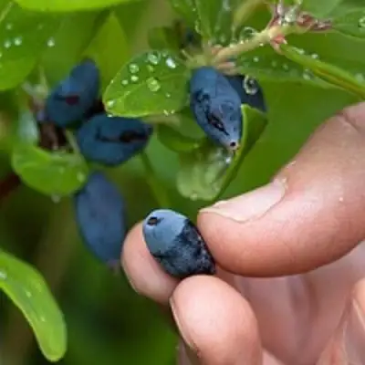 Жимолость съедобная АМФОРА в Гродно