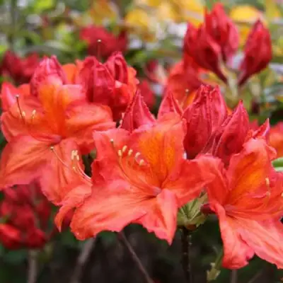 Азалия ЛИЛИНШТЕЙН японская в Гродно